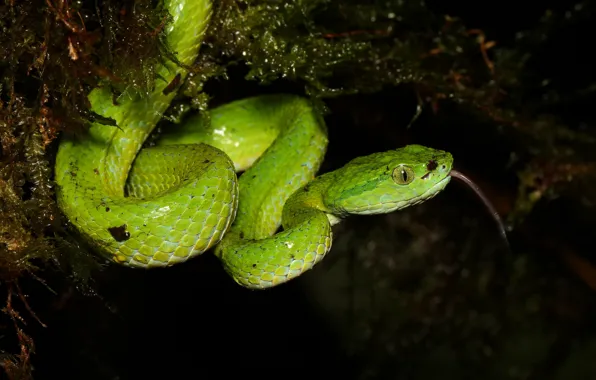 Picture language, pose, the dark background, moss, snake, green, reptile