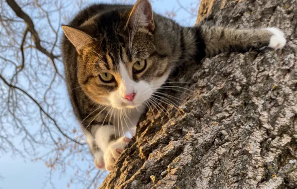 Picture cat, look, face, on the tree, Kote