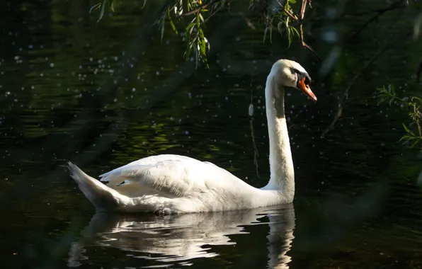 Picture white, the dark background, bird, Swan, pond