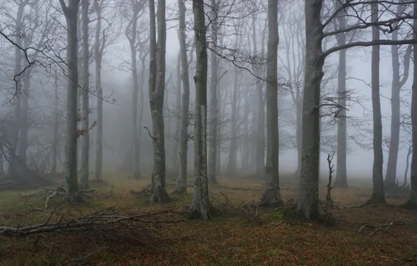Picture autumn, forest, trees, nature, fog, November