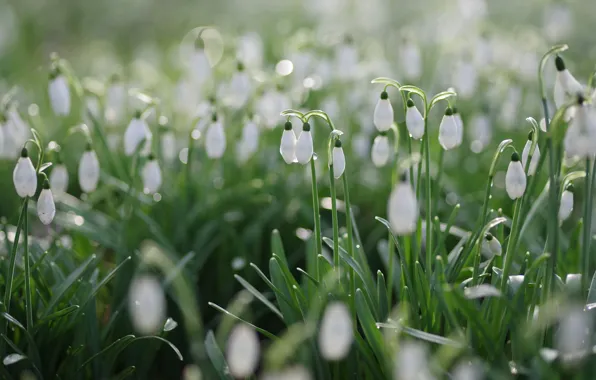 Picture greens, drops, light, flowers, glade, blur, spring, snowdrops, leaves, white, a lot, bokeh