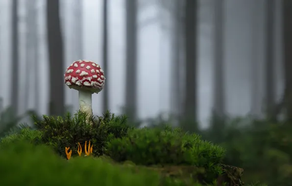Picture forest, mushroom, mushroom