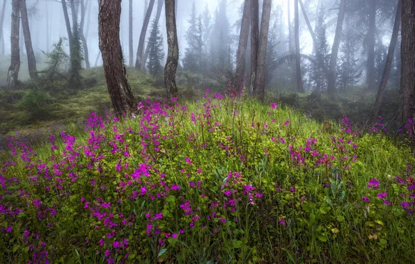 Picture forest, flowers, fog, spring