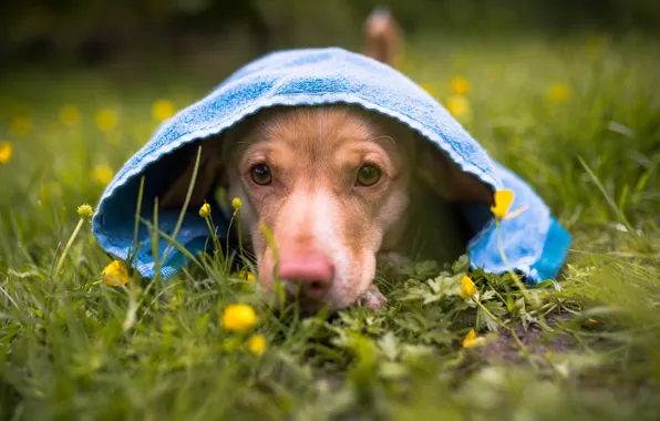 Picture summer, look, flowers, nature, glade, portrait, dog, towel, hood, puppy, lies, face