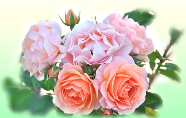Picture tenderness, roses, bouquet