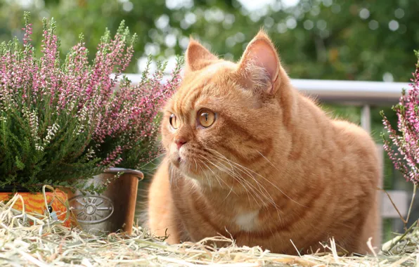 Picture cat, cat, flowers, garden, red, lies, straw, face, pots, Heather