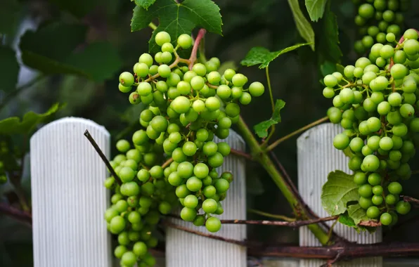 Picture leaves, green, the fence, fruit, grapes, bunches, hanging, vine
