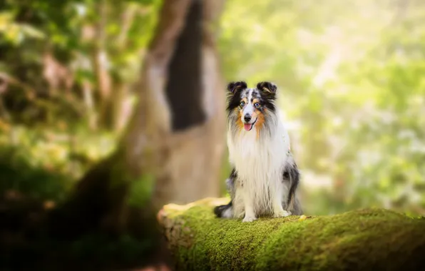 Picture language, look, light, nature, background, tree, moss, dog, sitting, bokeh, collie, sheltie