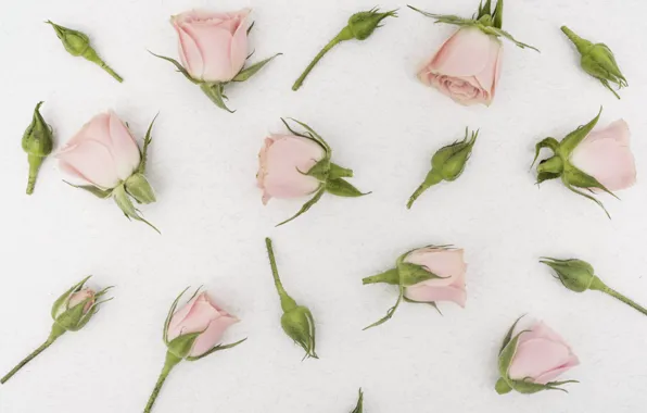 Picture white, background, roses, buds