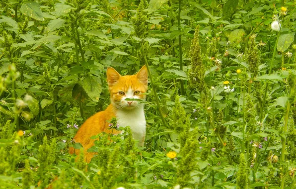 Picture cat, grass, cat, green grass, widescreen, background, the Wallpapers, full screen, HD wallpapers, red cat, …