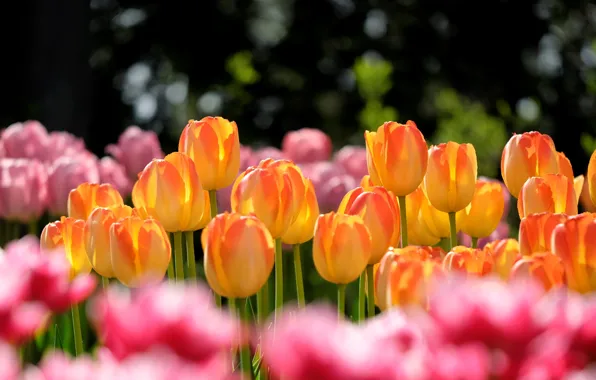 Picture light, flowers, background, spring, tulips, orange, buds, flowerbed, bokeh