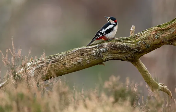 Picture pose, bird, branch, woodpecker, snag, log, bokeh