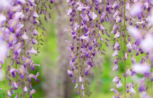 Picture flowers, inflorescence, lilac, bokeh, Liana, Wisteria, Wisteria, hanging