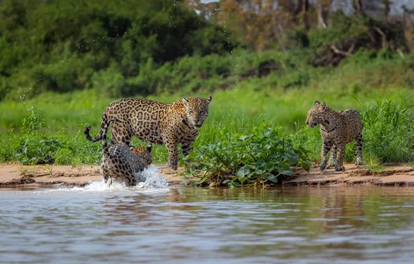 Picture water, squirt, shore, vegetation, bathing, Jaguar, pond, cubs, mother, jaguars
