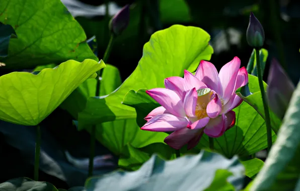 Picture greens, flower, leaves, flowers, nature, the dark background, pink, stems, petals, Lotus, buds, Lotus