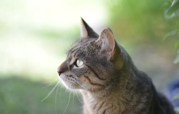 Picture Cat, Profile, Kit Kitten