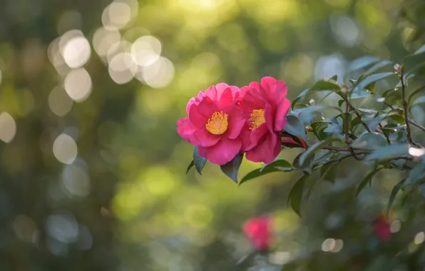 Picture leaves, light, flowers, branch, pink, bokeh, Camellia