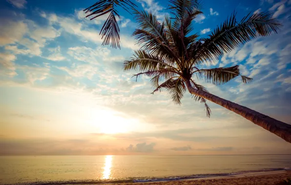 Picture sand, sea, wave, beach, summer, the sky, sunset, palm trees, shore, summer, beach, sea, sunset, …