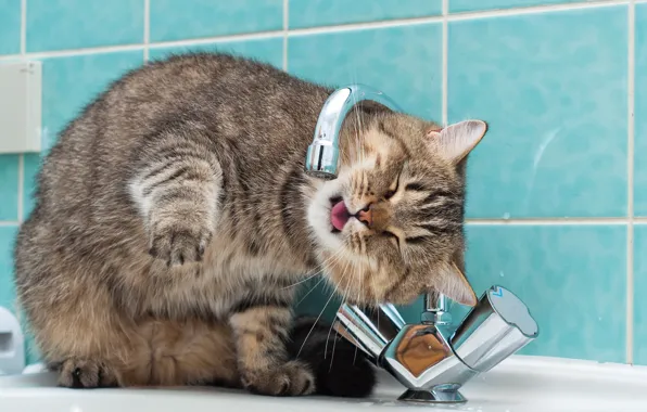 Picture cat, water, sink, drinking, mixer
