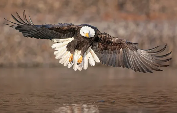 Picture look, flight, bird, wings, pond, predatory, bald eagle, over the water, soars