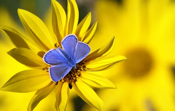 Picture flower, butterfly, blue