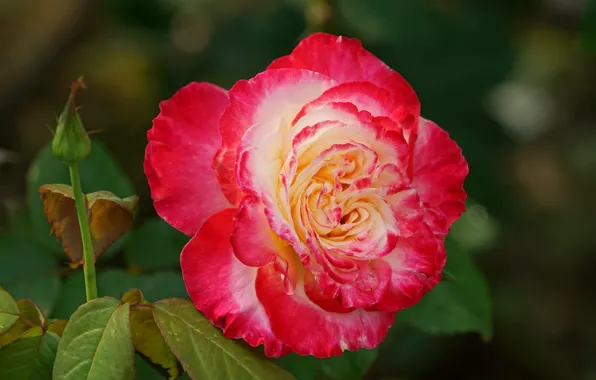 Picture leaves, close-up, rose, petals, Bud