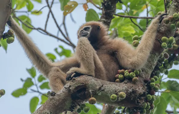 Picture leaves, branches, tree, fruit, monkey, sitting, Gibbon