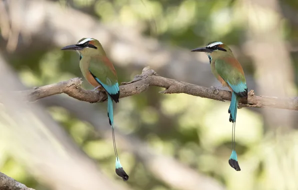 Picture birds, branch, tail, exotic