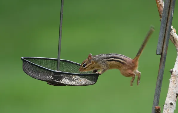 Picture pose, mesh, jump, branch, Chipmunk, food, green background, rodent, jumping, feeder