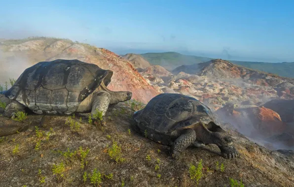 Picture Ecuador, The Galapagos Islands, giant turtle, the volcano Alcedo