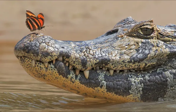 Picture butterfly, two, crocodile, Animals, other