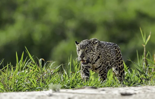 Picture grass, Jaguar, sneaks