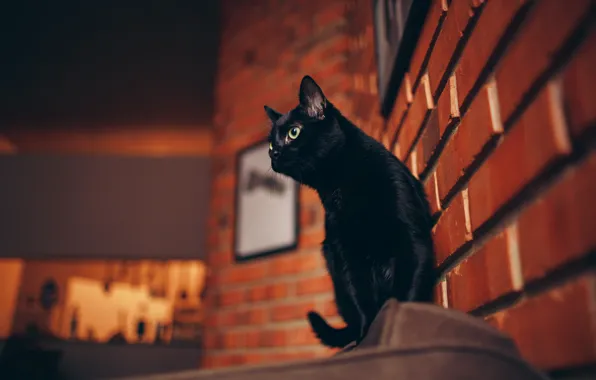 Picture cat, eyes, cat, wool, tail, black, cat, black cat