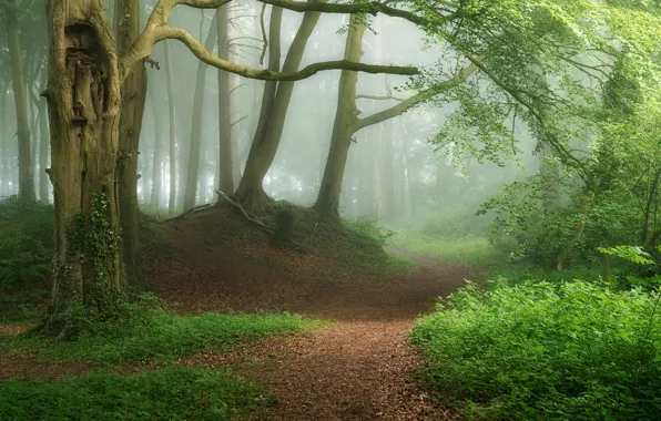 Picture forest, fog, photo, path