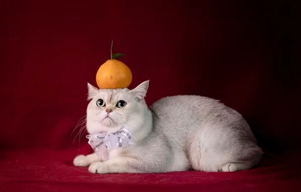 Picture cat, white, cat, look, fruit, lies, bow, red background, the expression, Mandarin, Persian, on the …