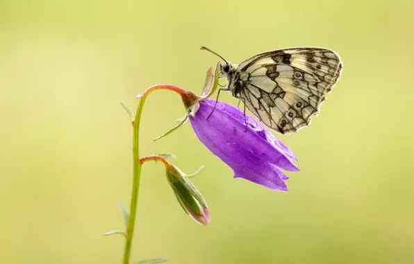 Picture flower, butterfly, butterfly