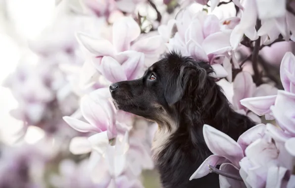 Picture look, face, flowers, portrait, dog, profile, Magnolia