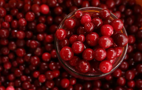 Picture berries, harvest, Bank, placer, a lot, cranberry