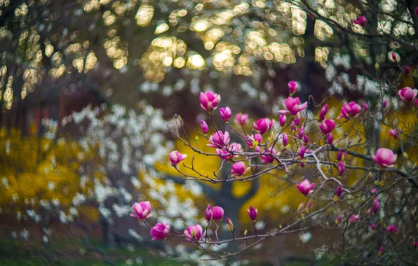 Picture light, flowers, branches, glare, blur, spring, flowering, bokeh, Magnolia