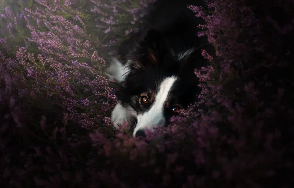 Picture look, flowers, pose, thickets, glade, dog, lies, pink, face, bushes, the border collie, Heather