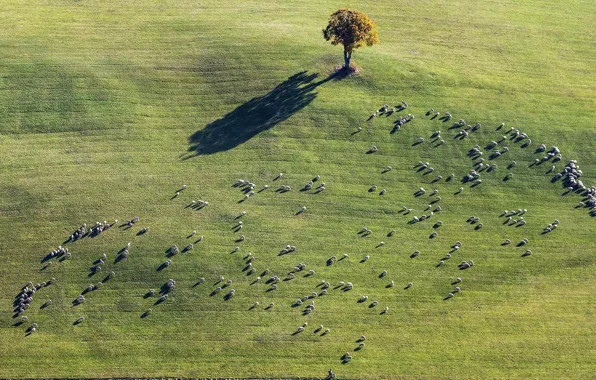 Picture field, tree, sheep, flock
