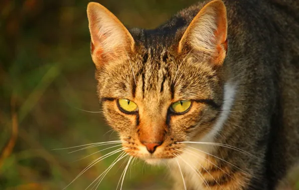 Picture cat, striped, blurred background