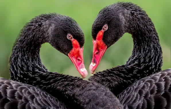 Picture birds, heart, portrait, pair, swans, black, two swans