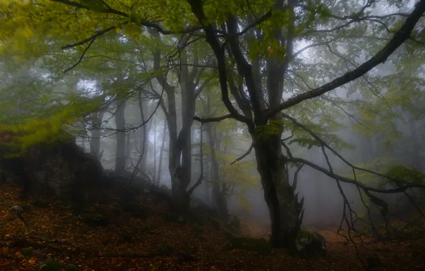 Picture autumn, forest, trees, branches, nature, fog, stones, foliage, morning
