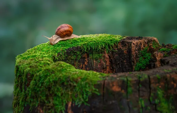 Picture macro, background, moss, stump, snail