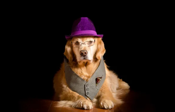 Picture dog, positive, hat, glasses, black background, hat, dog, glasses, vest, positive, Golden Retriever, vest, lack …