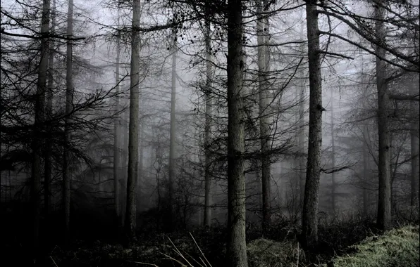 Picture forest, trees, nature, fog, Northern Ireland, Northern Ireland, Каррикфергус, Carrickfergus