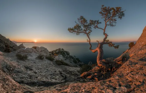 Picture sea, the sun, landscape, nature, tree, rocks, morning, Crimea, New Light, Николай Мысливцев