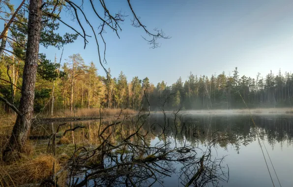 Picture forest, lake, morning
