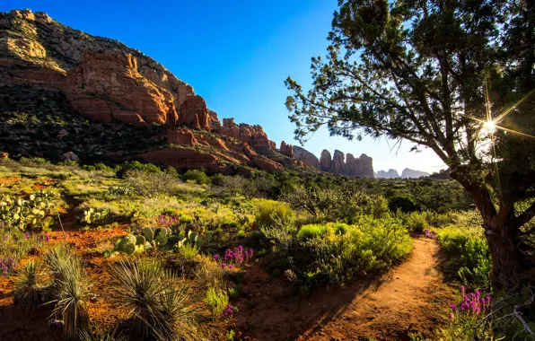Picture the sky, the sun, trees, flowers, rocks, valley, canyon, cacti, USA, the bushes, Arizona